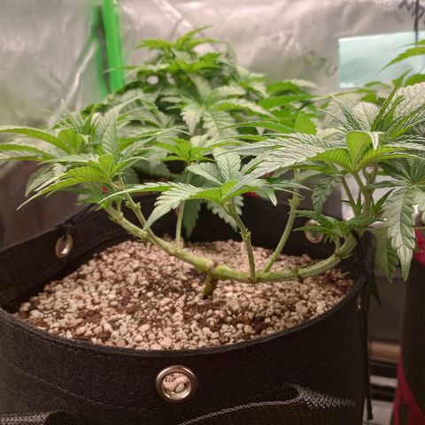 Afghani Gold growlog timeline photo