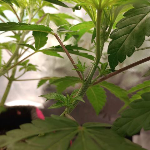 Critical Orange Punch #1 growlog timeline photo