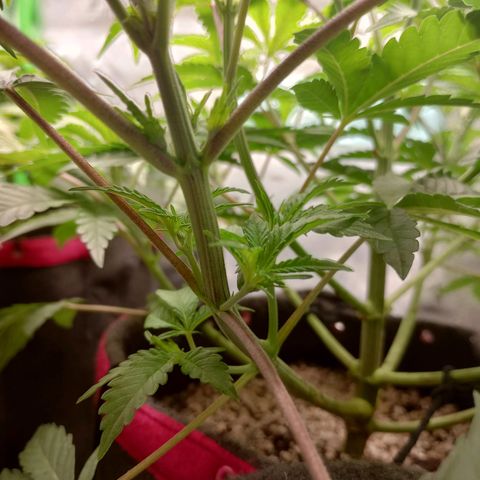 Critical Orange Punch #1 growlog timeline photo