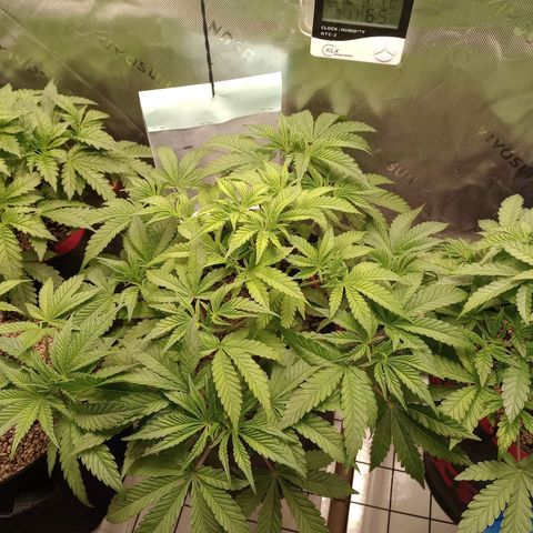 Critical Orange Punch #1 growlog timeline photo