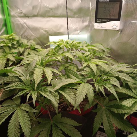 Critical Orange Punch #1 growlog timeline photo
