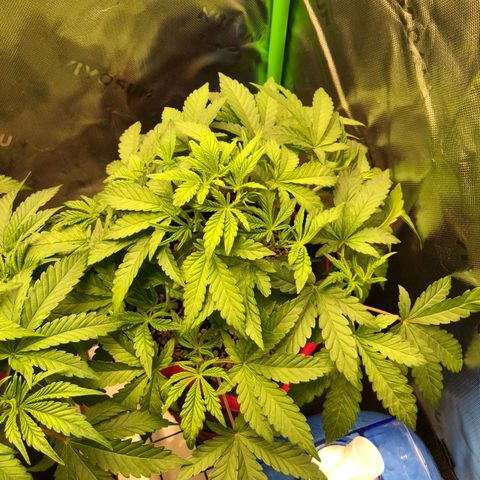 Critical Orange Punch #2 growlog timeline photo
