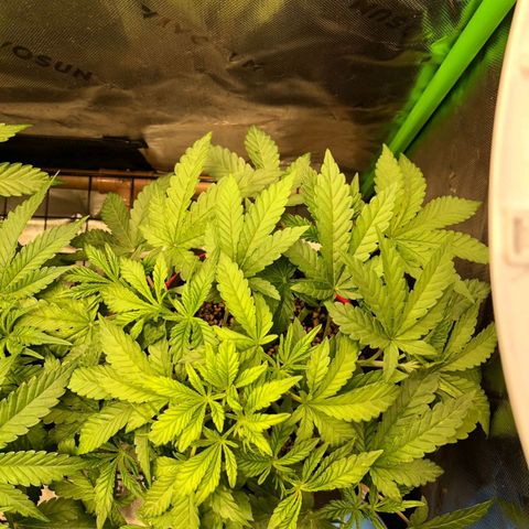 Critical Orange Punch #2 growlog timeline photo