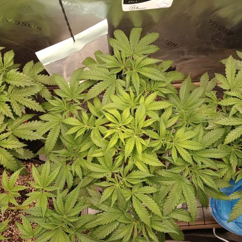 Critical Orange Punch #1 growlog timeline photo
