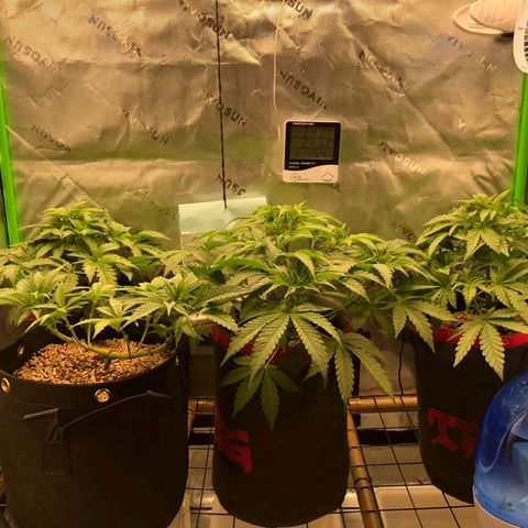 Critical Orange Punch #1 growlog timeline photo