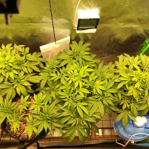 Critical Orange Punch #1 growlog timeline photo