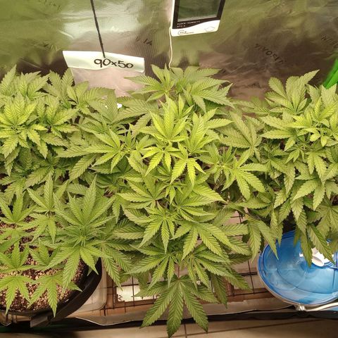 Critical Orange Punch #1 growlog timeline photo
