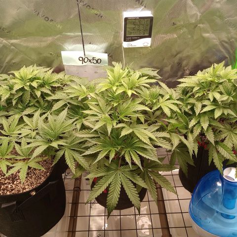 Critical Orange Punch #1 growlog timeline photo