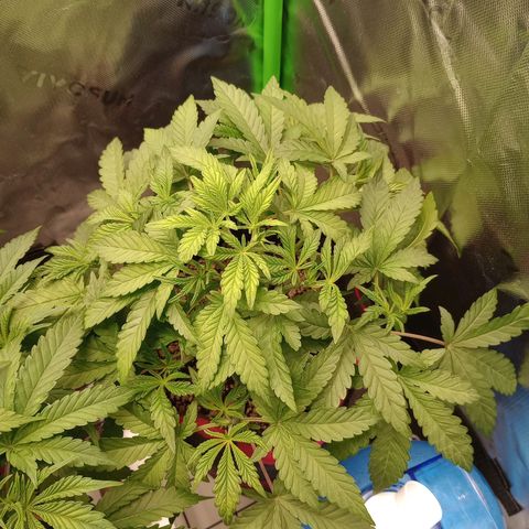 Critical Orange Punch #2 growlog timeline photo
