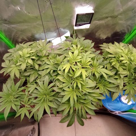 Critical Orange Punch #1 growlog timeline photo