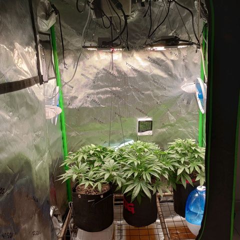 Critical Orange Punch #1 growlog timeline photo