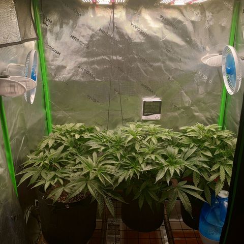 Critical Orange Punch #1 growlog timeline photo