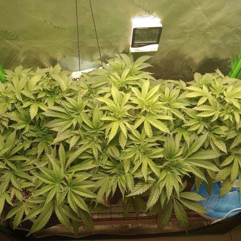 Critical Orange Punch #1 growlog timeline photo
