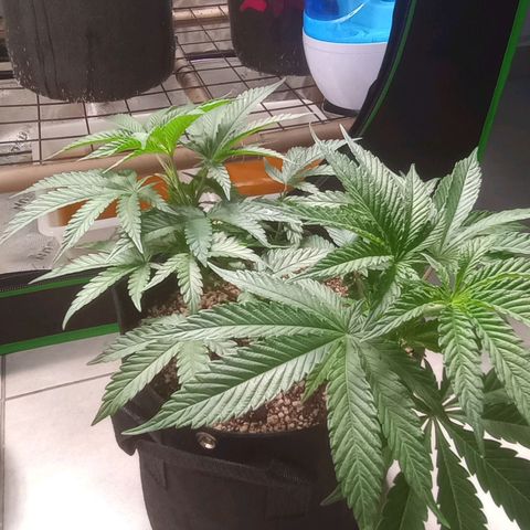 Afghani Gold growlog timeline photo
