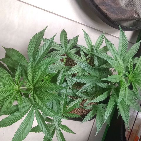 Afghani Gold growlog timeline photo