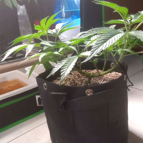 Afghani Gold growlog timeline photo