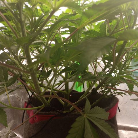 Critical Orange Punch #1 growlog timeline photo