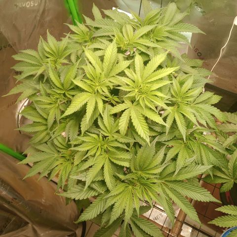Critical Orange Punch #1 growlog timeline photo
