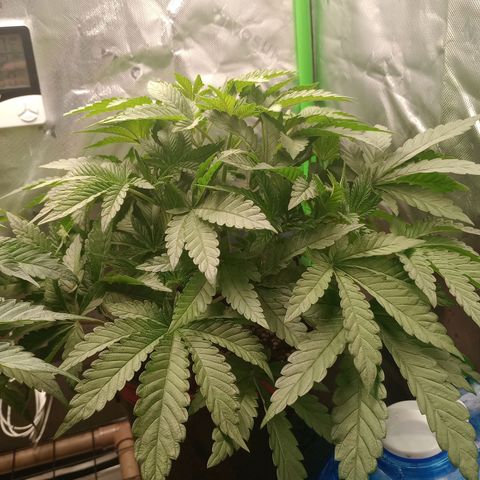Critical Orange Punch #2 growlog timeline photo