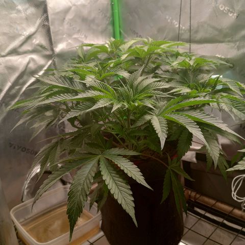 Critical Orange Punch #2 growlog timeline photo