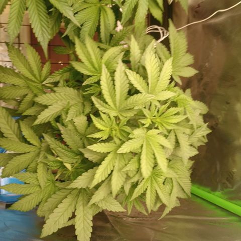 Critical Orange Punch #2 growlog timeline photo