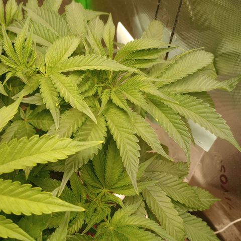 Critical Orange Punch #1 growlog timeline photo