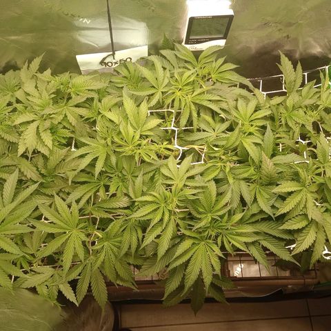 Critical Orange Punch #1 growlog timeline photo