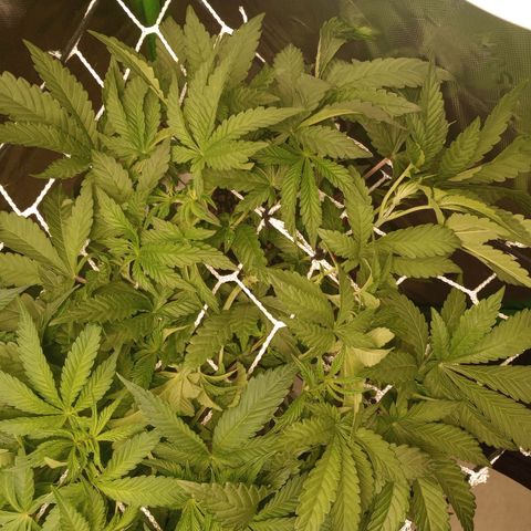 Critical Orange Punch #1 growlog timeline photo