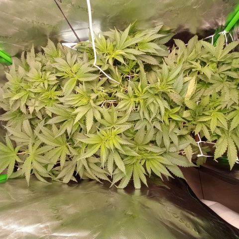 Critical Orange Punch #1 growlog timeline photo