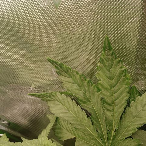 Critical Orange Punch #1 growlog photo: Transpiração de folhas