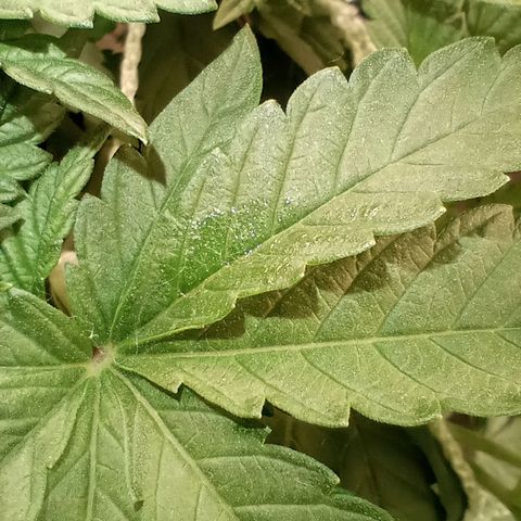 Critical Orange Punch #1 growlog photo: Transpiração de folhas