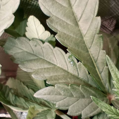 Critical Orange Punch #1 growlog photo: Transpiração de folhas
