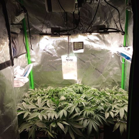 Critical Orange Punch #1 growlog timeline photo