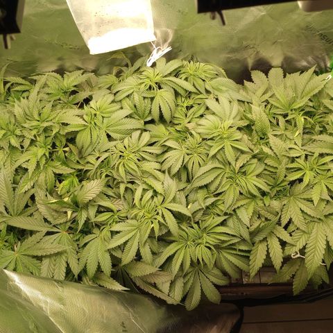 Critical Orange Punch #1 growlog timeline photo