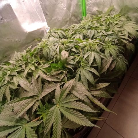 Critical Orange Punch #1 growlog timeline photo
