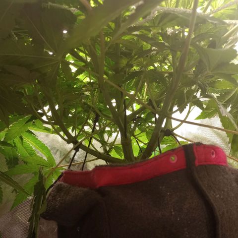 Critical Orange Punch #1 growlog timeline photo