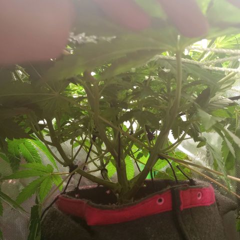 Critical Orange Punch #1 growlog timeline photo
