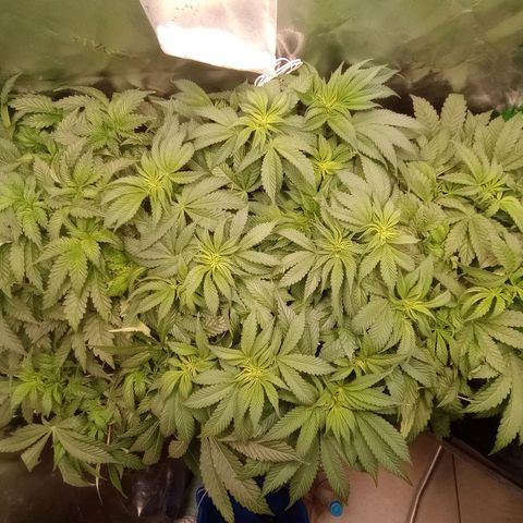 Critical Orange Punch #1 growlog timeline photo