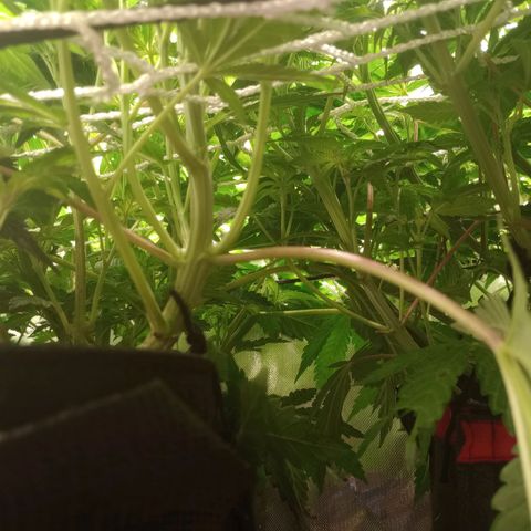 Critical Orange Punch #1 growlog timeline photo