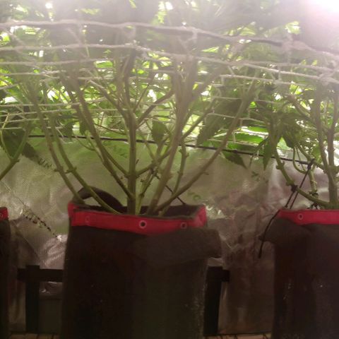 Critical Orange Punch #1 growlog timeline photo