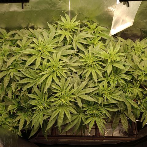 Critical Orange Punch #1 growlog timeline photo