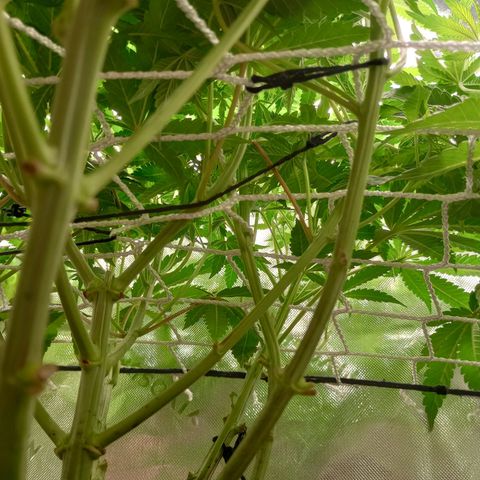 Critical Orange Punch #1 growlog timeline photo