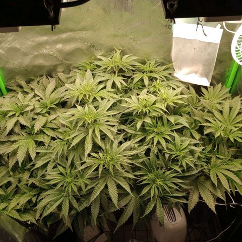 Critical Orange Punch #1 growlog timeline photo