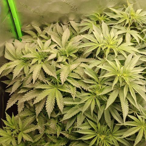 Critical Orange Punch #1 growlog timeline photo
