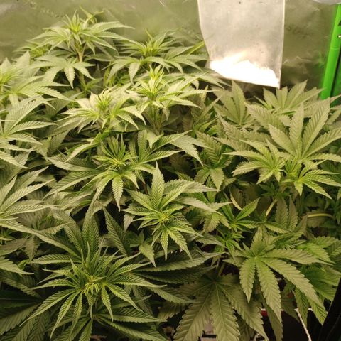 Critical Orange Punch #1 growlog timeline photo