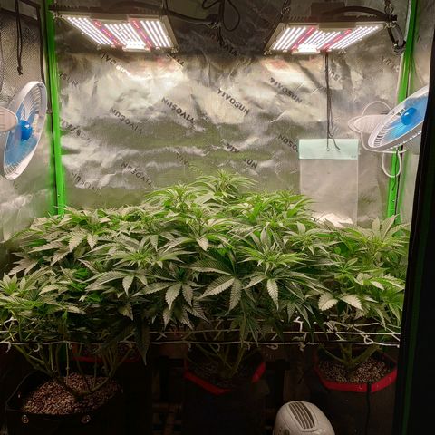 Critical Orange Punch #1 growlog timeline photo