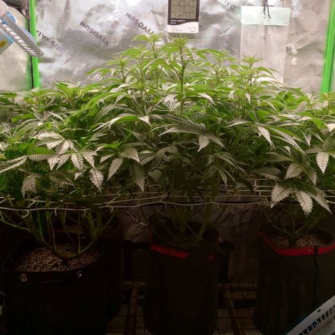 Critical Orange Punch #1 growlog timeline photo
