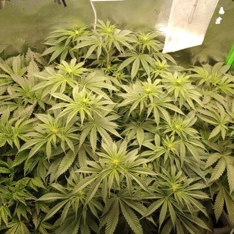 Critical Orange Punch #1 growlog timeline photo