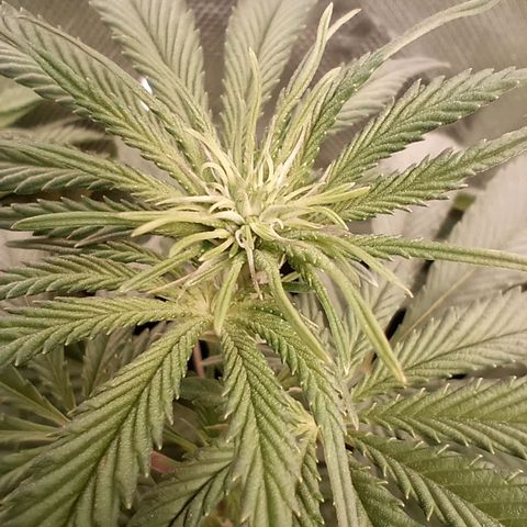 Critical Orange Punch #1 growlog timeline photo
