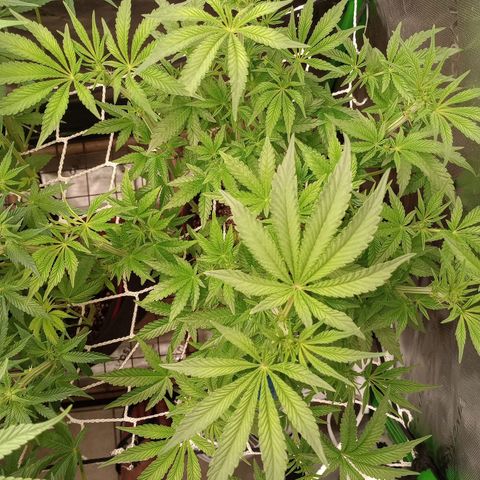 Critical Orange Punch #1 growlog timeline photo